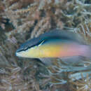 Слика од Pseudochromis perspicillatus Günther 1862