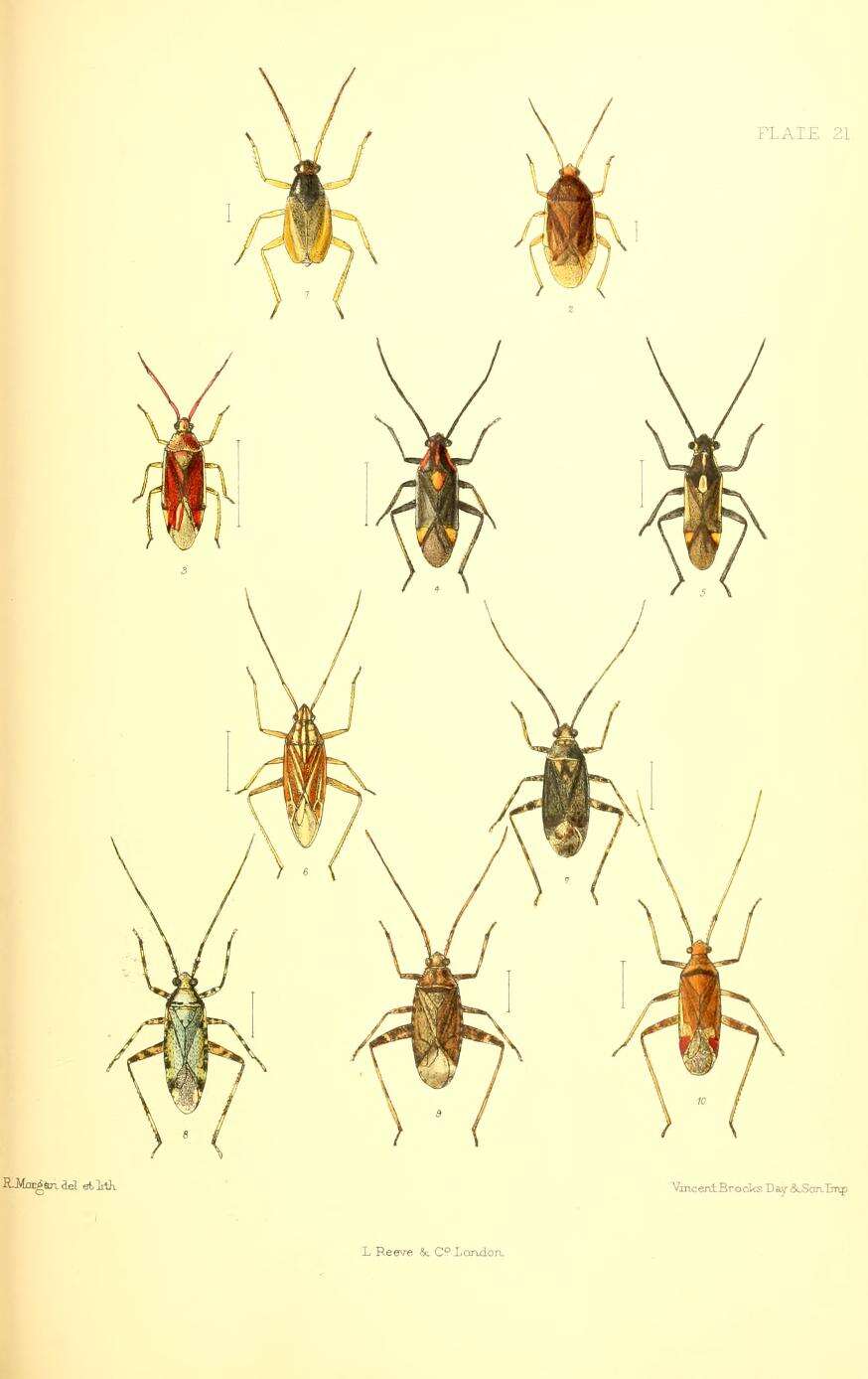 Image of Bryocoris