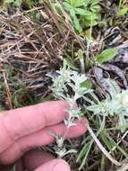 Image of silver pygmycudweed