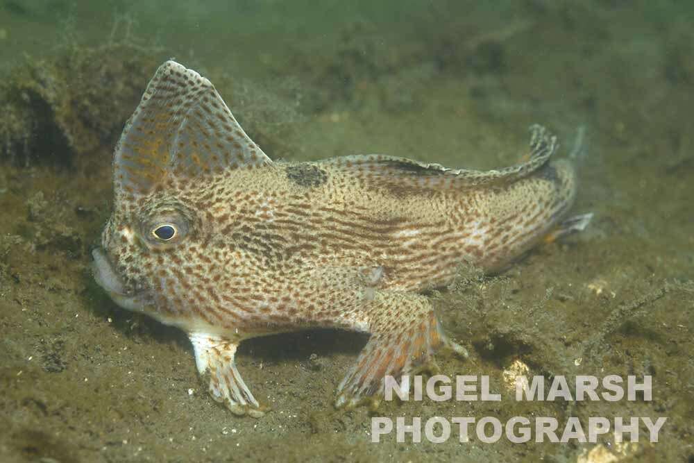 Image of Spotted Handfish