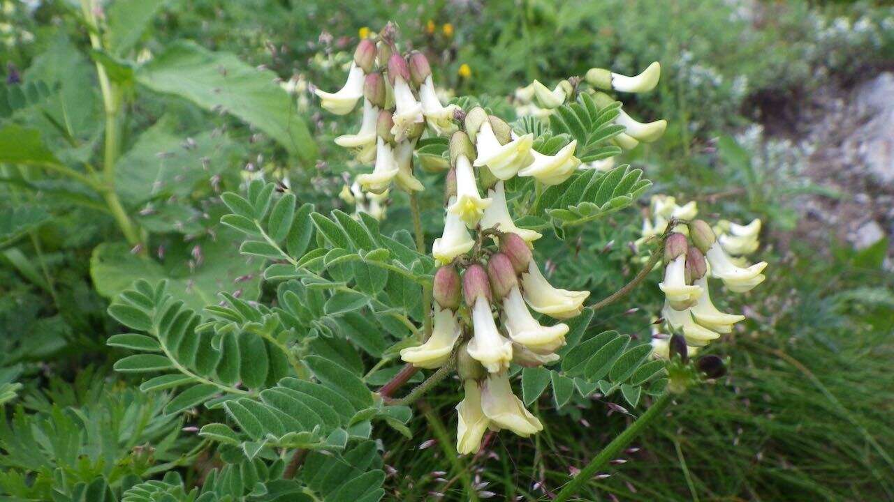 Image of Astragalus shinanensis Ohwi