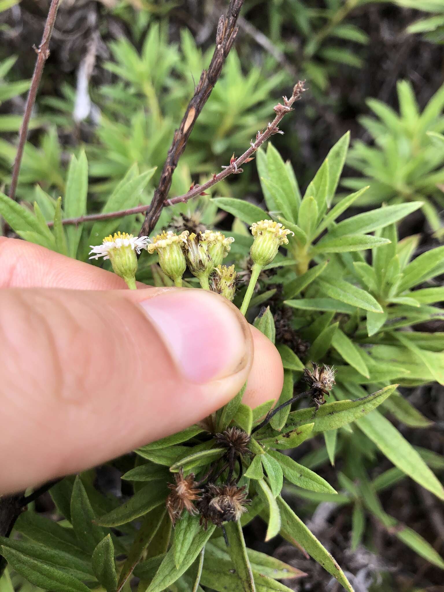 Image of Erigeron lancifolius Hook. fil.