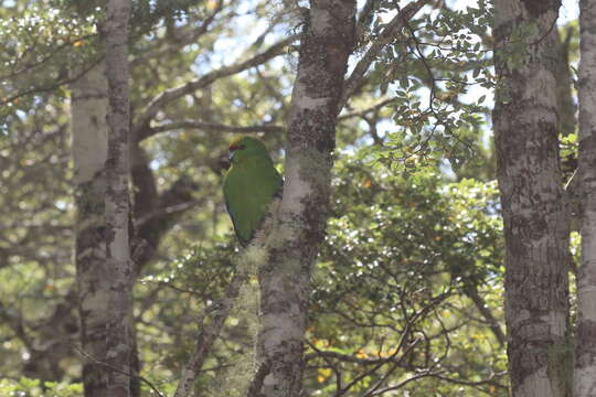 Image of Yellow-crowned Kakariki