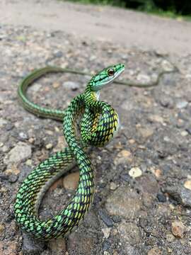 Leptophis ahaetulla nigromarginatus (Günther 1866)的圖片