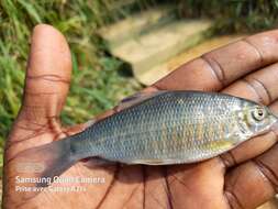 Image of Distichodus hypostomatus Pellegrin 1900