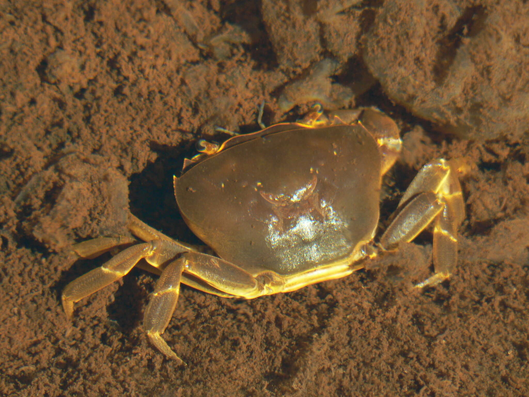 Image of Potamonautes unispinus Stewart & Cook 1998