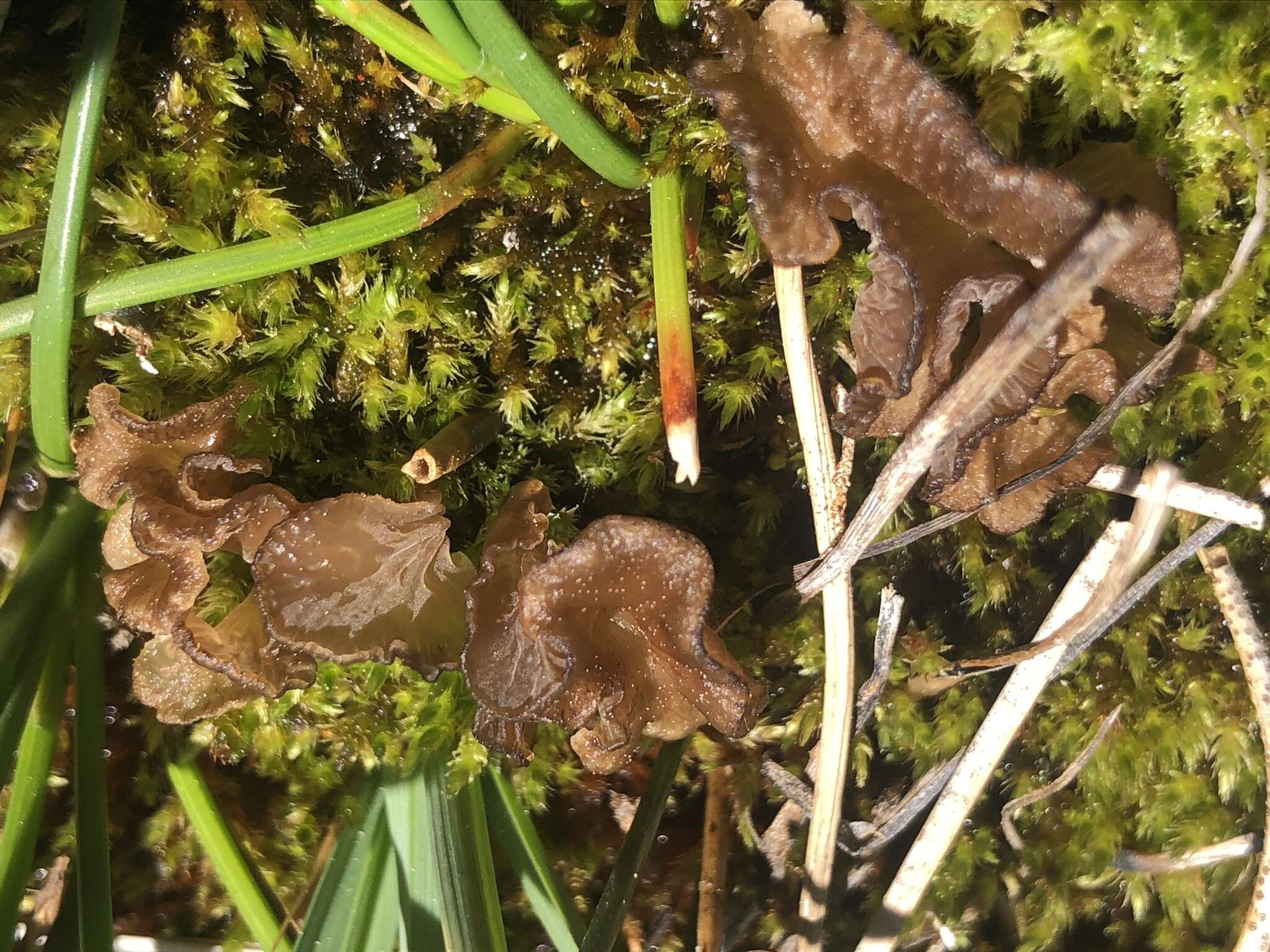 Image of Arrhenia lobata (Pers.) Kühner & Lamoure ex Redhead 1984