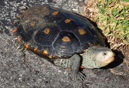 Image of Malaclemys terrapin macrospilota (Hay 1904)