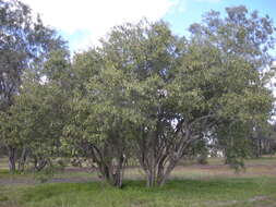 Image of Grey-leaved cordia