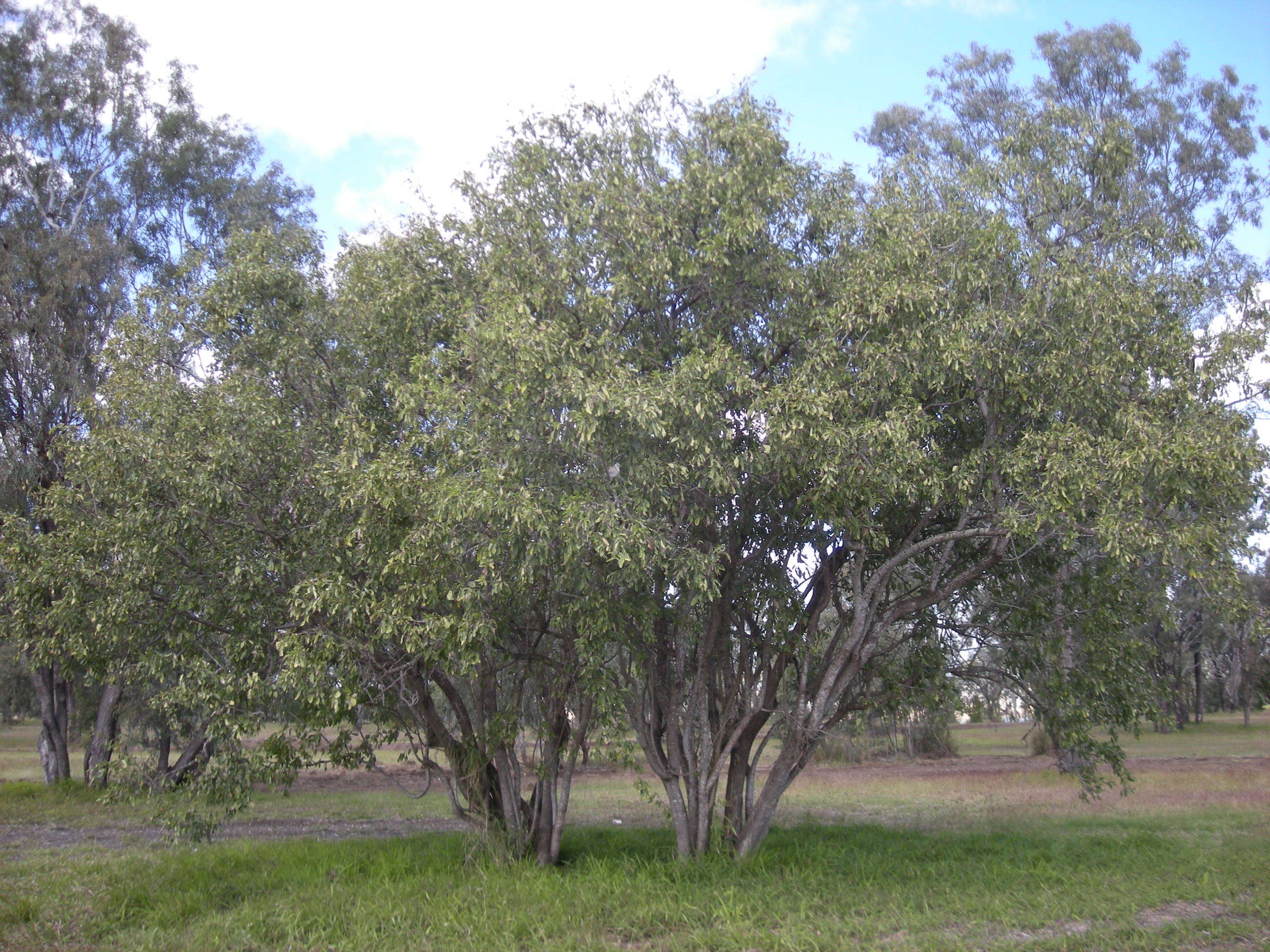 Слика од Cordia sinensis Lam.