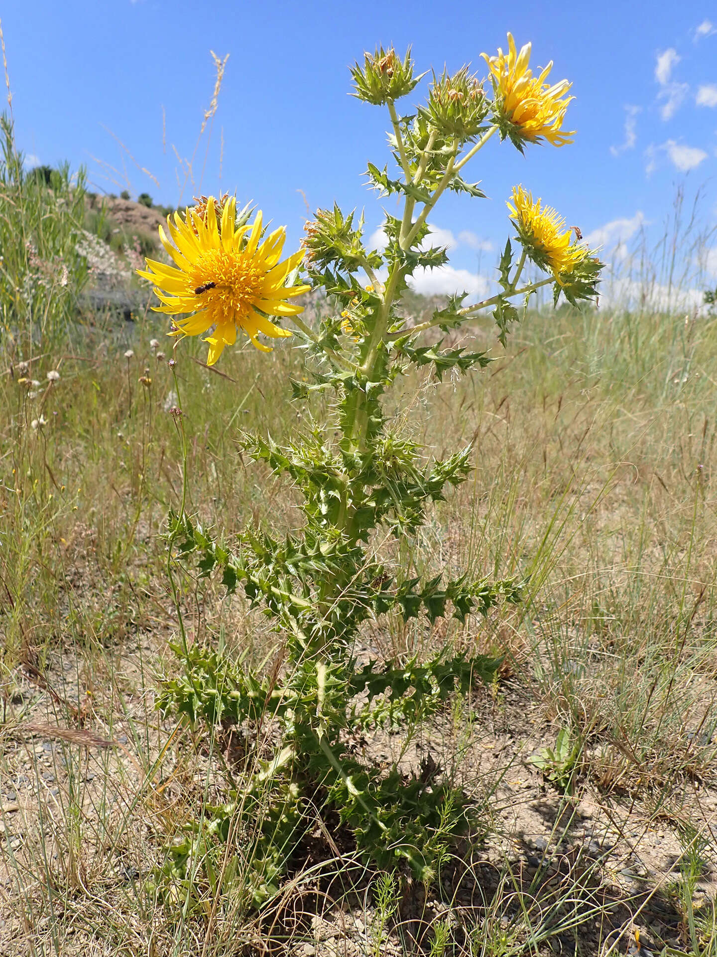 Image of Berkheya onopordifolia (DC.) Burtt Davy