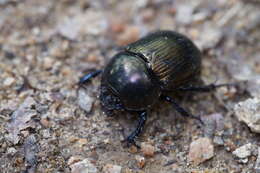 Image of Phelotrupes (Eogeotrupes) laevistriatus (Motschulsky 1857)