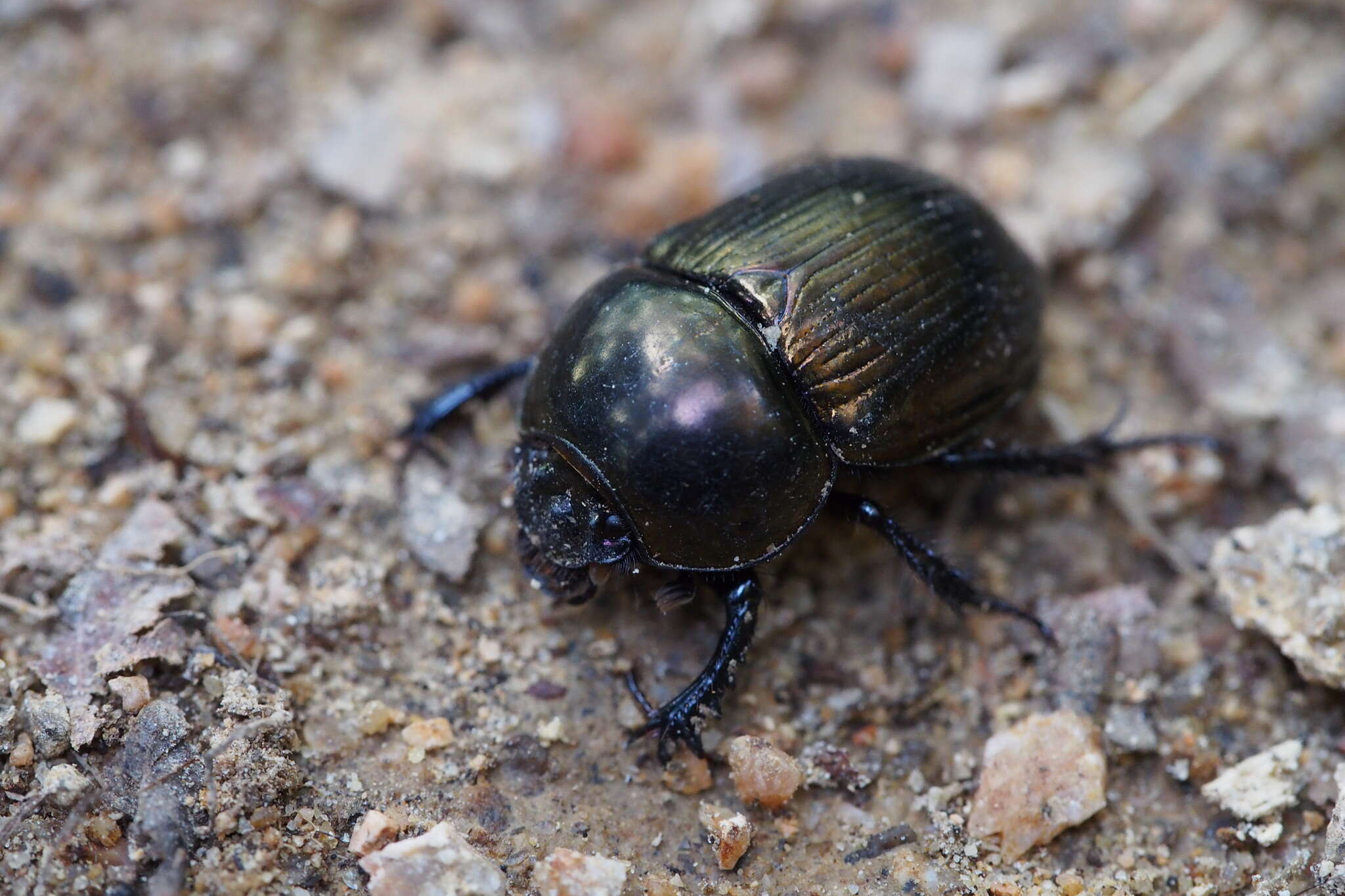 Image of Phelotrupes (Eogeotrupes) laevistriatus (Motschulsky 1857)