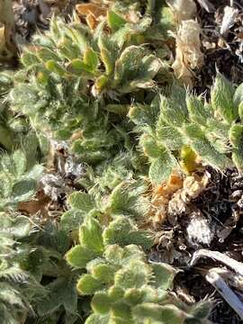 Image of Cut-Leaf Cinquefoil