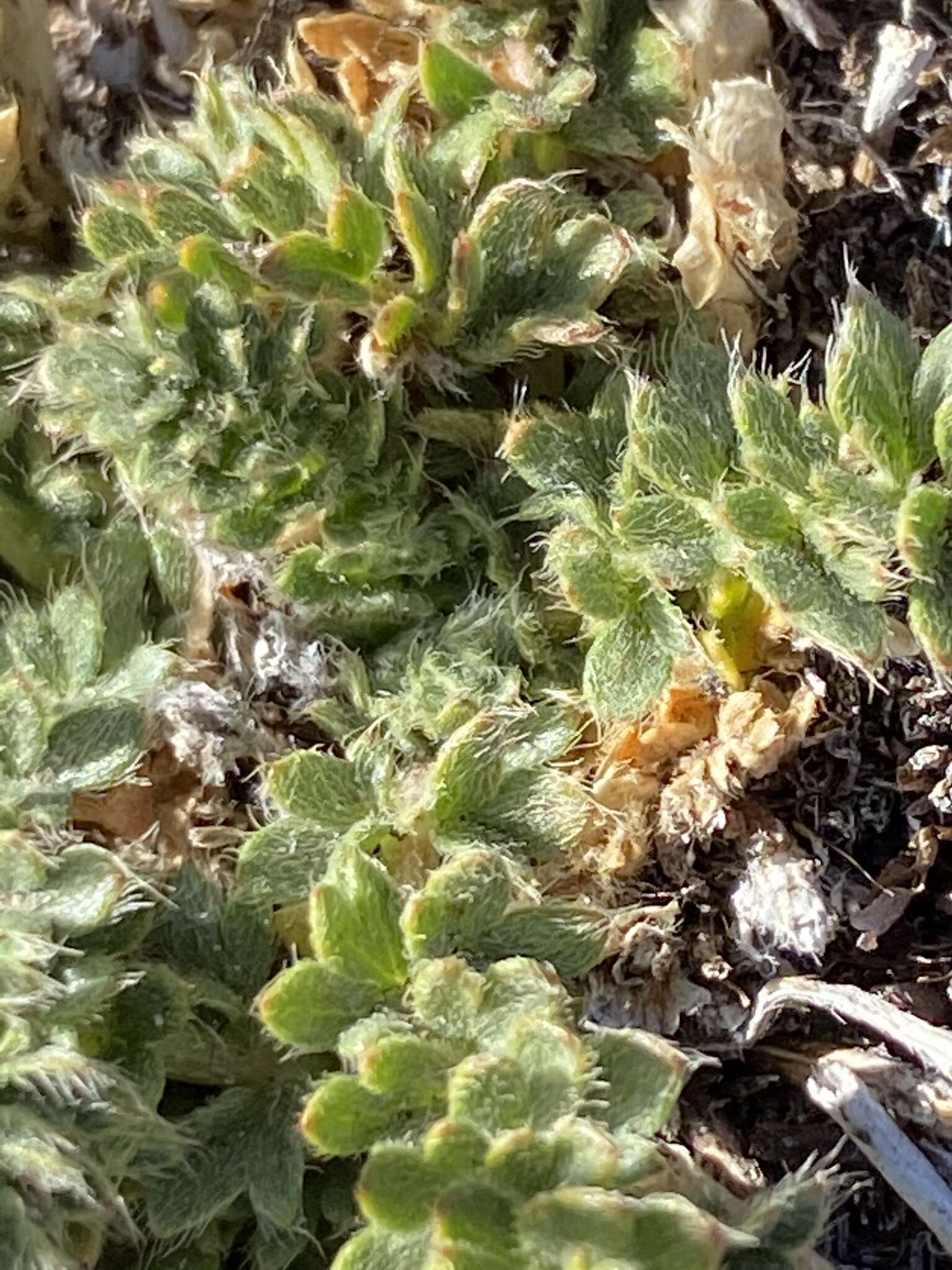 Слика од Potentilla millefolia Rydb.