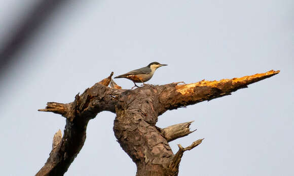 Image of Giant Nuthatch