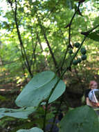 Imagem de Smilax glauca Walter