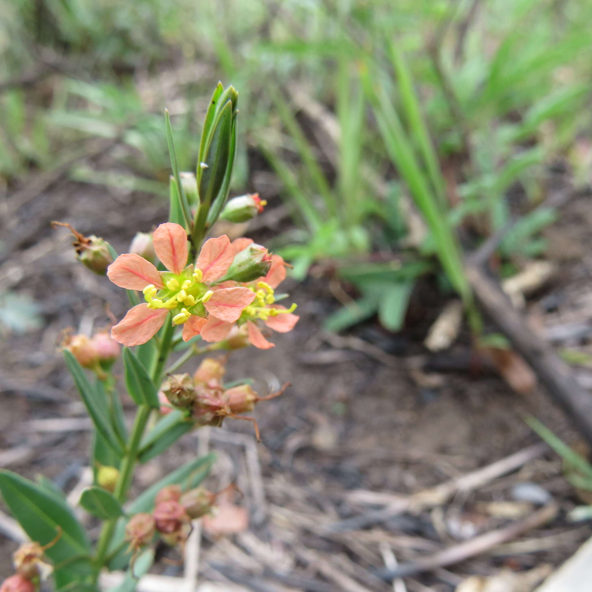 صورة Ammannia rigidula (Sond.) S. A. Graham & Gandhi