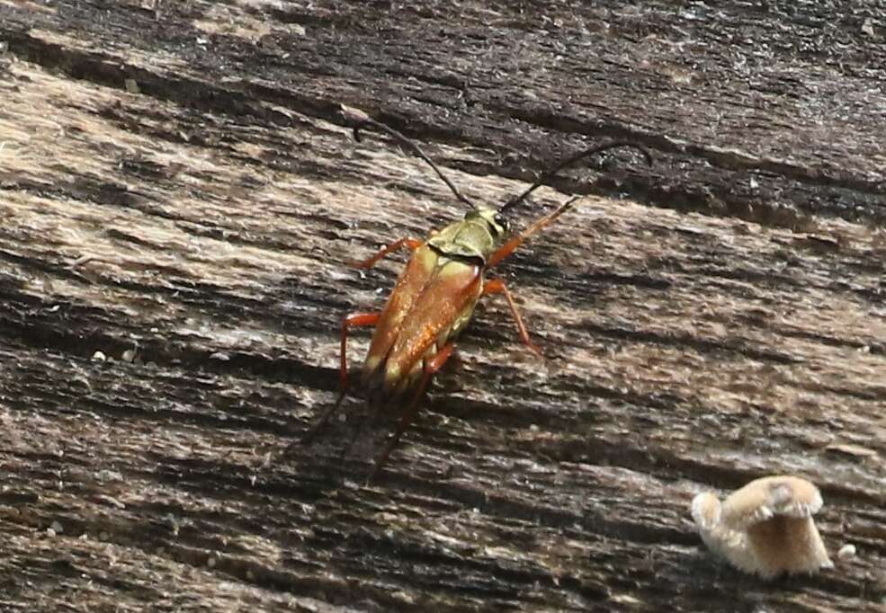 Image of Typocerus acuticauda Casey 1913