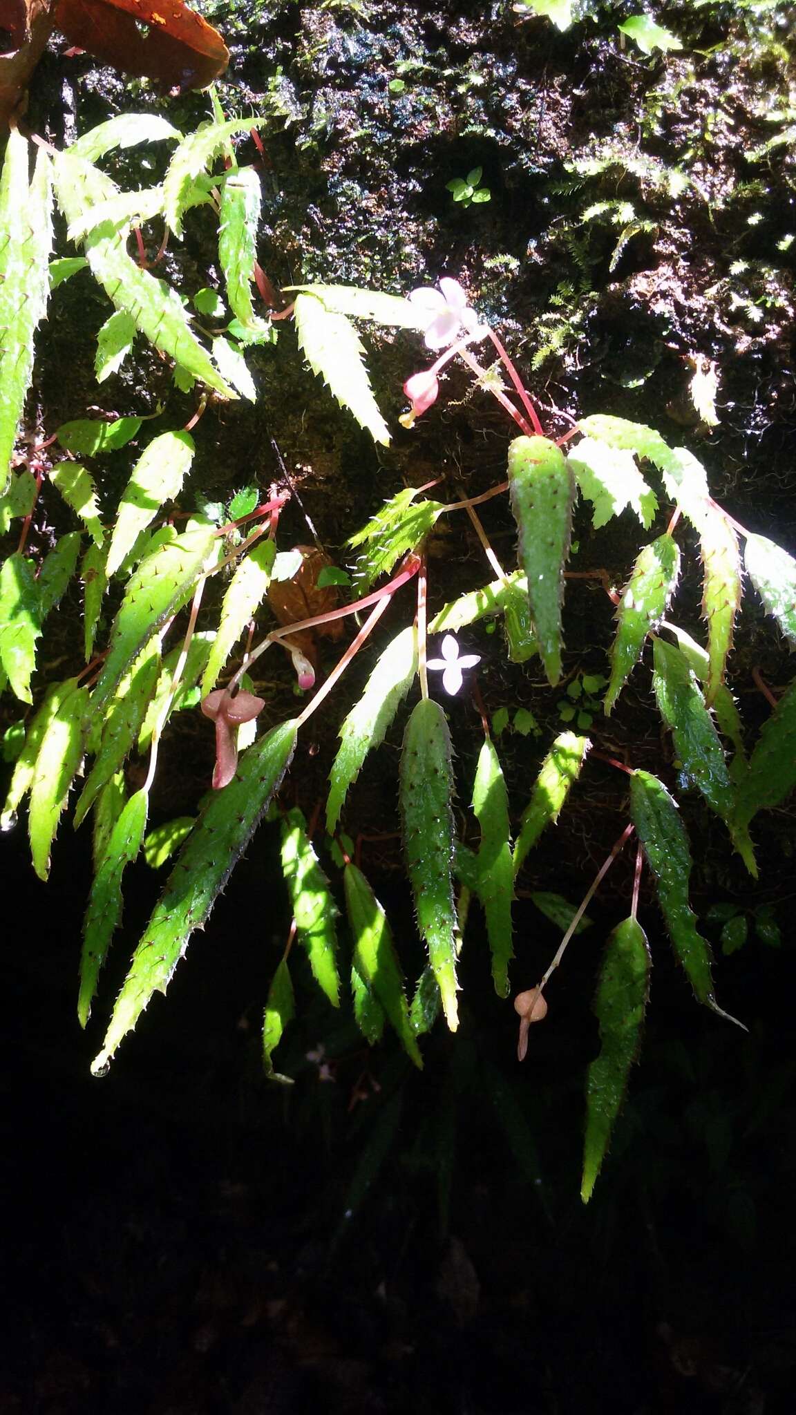 Image of Begonia ambodiforahensis