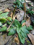 Image of Mexican plantain