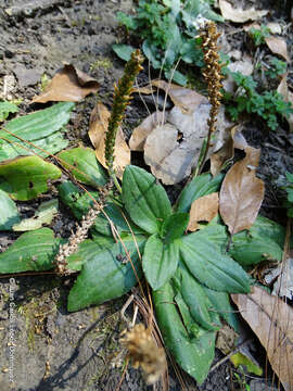 Image of Mexican plantain