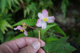 Слика од Begonia palmata D. Don