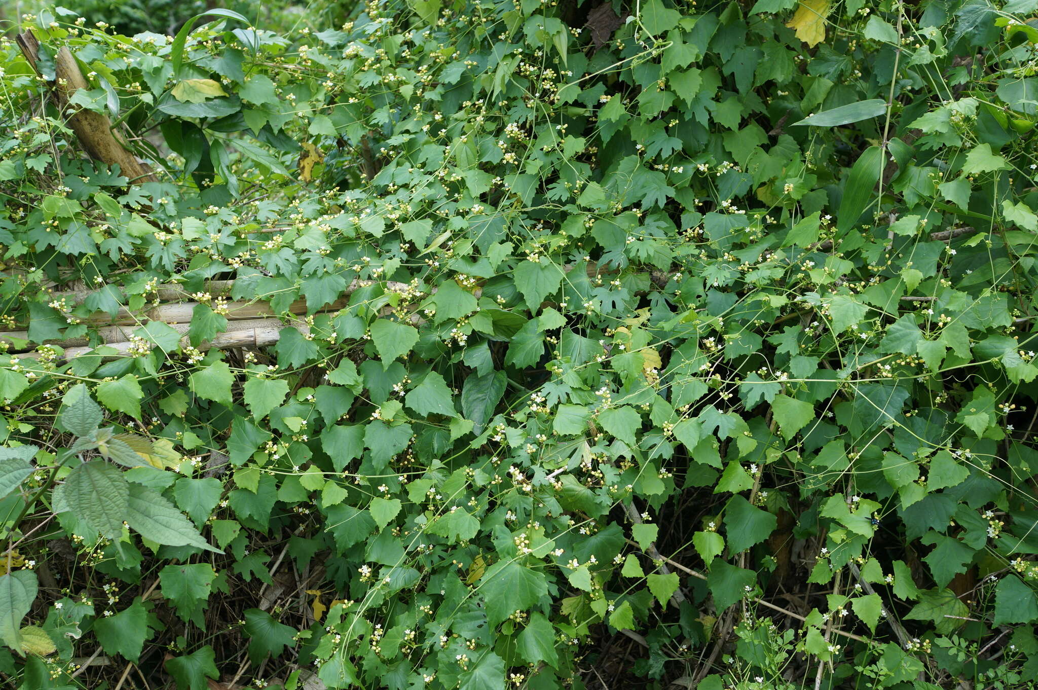 Image of Zehneria guamensis (Merr.) F. R. Fosberg