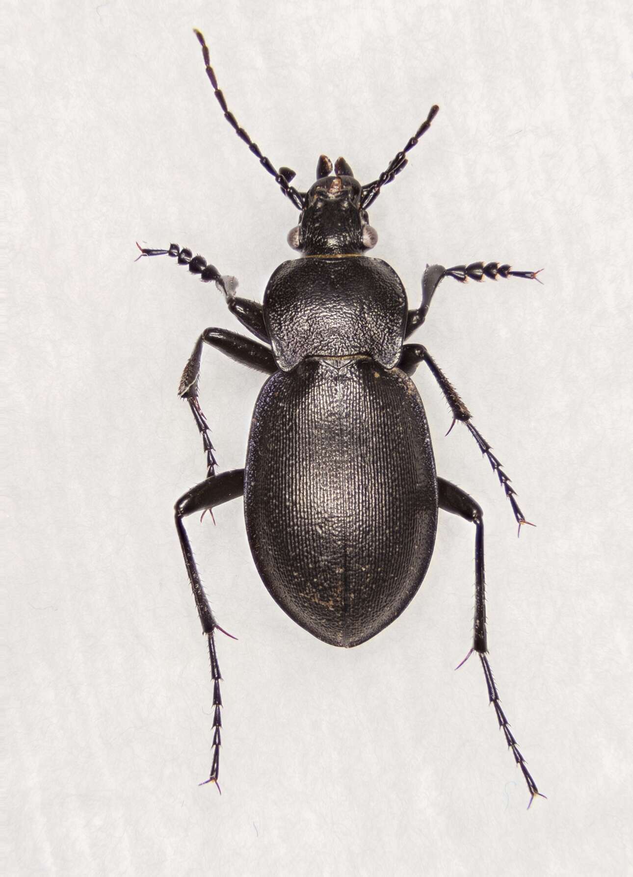 Image of Winstanley Ground Beetle