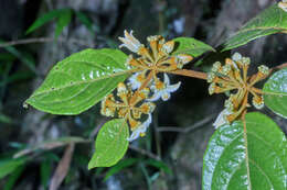 Image of Lycianthes ocellata (J. D. Sm.) Morton & Standl.