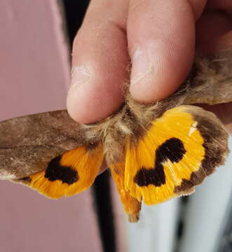 Image of Eudocima serpentifera (Walker 1858)