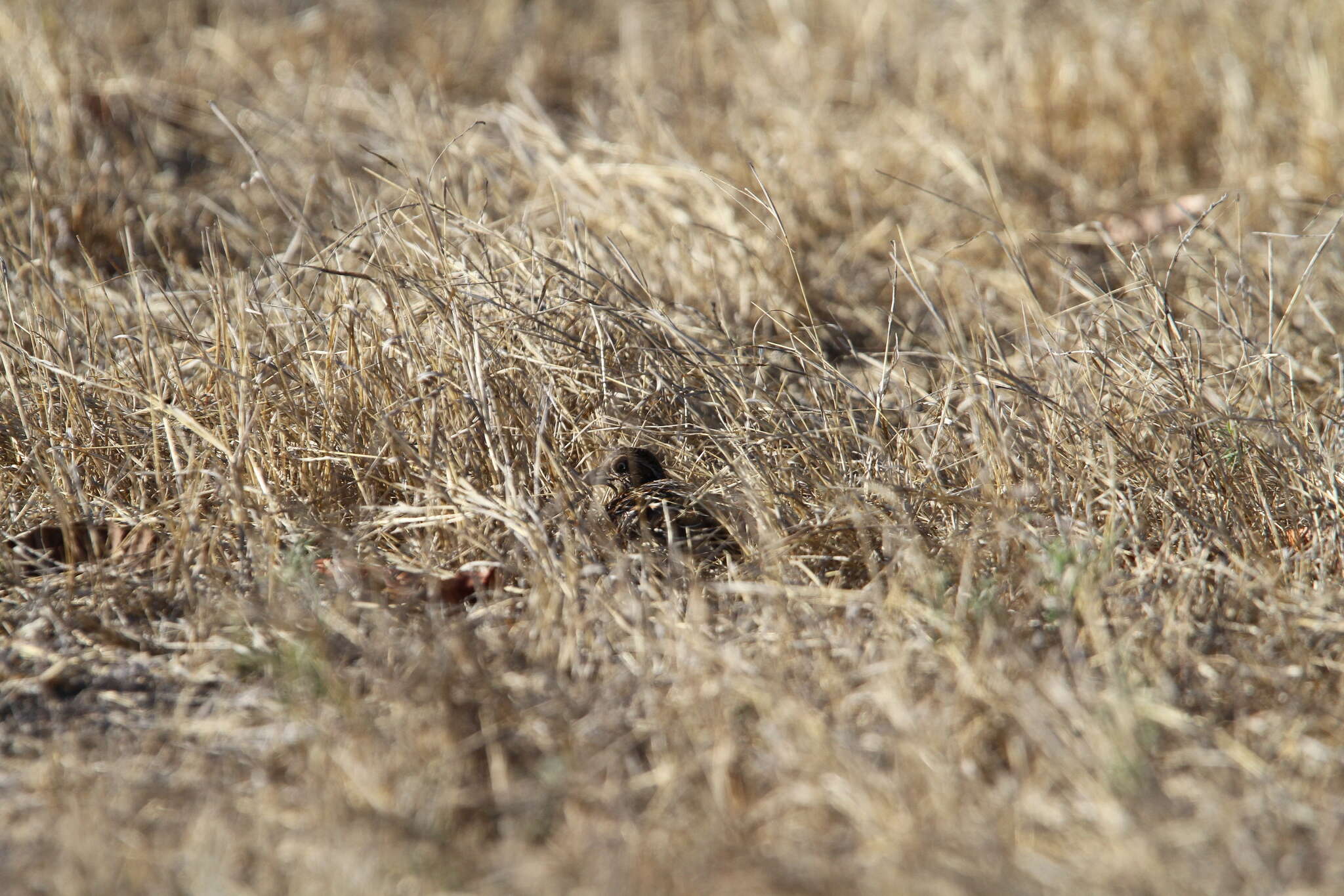 Image of Sumba Buttonquail