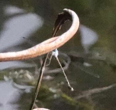 Image de Lestes praemorsus Hagen ex Selys 1862