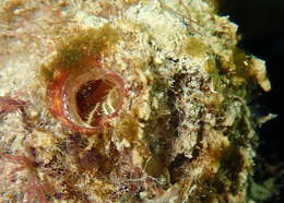 Image of Tunicate