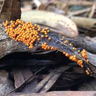 Image of Egg-shell Slime Mould