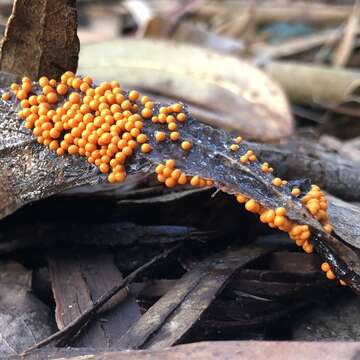 Image of Egg-shell Slime Mould