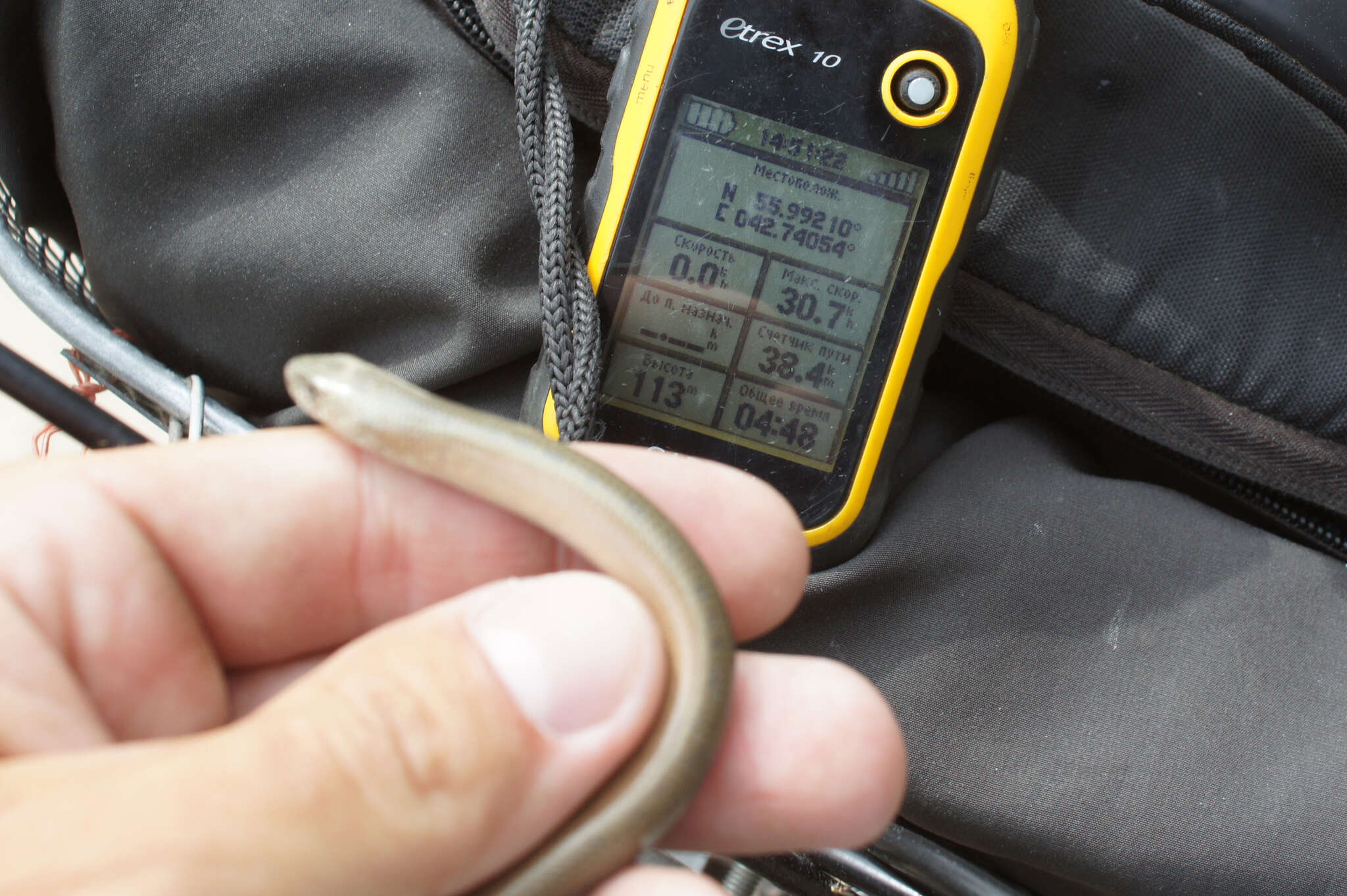 Image of Slow Worm