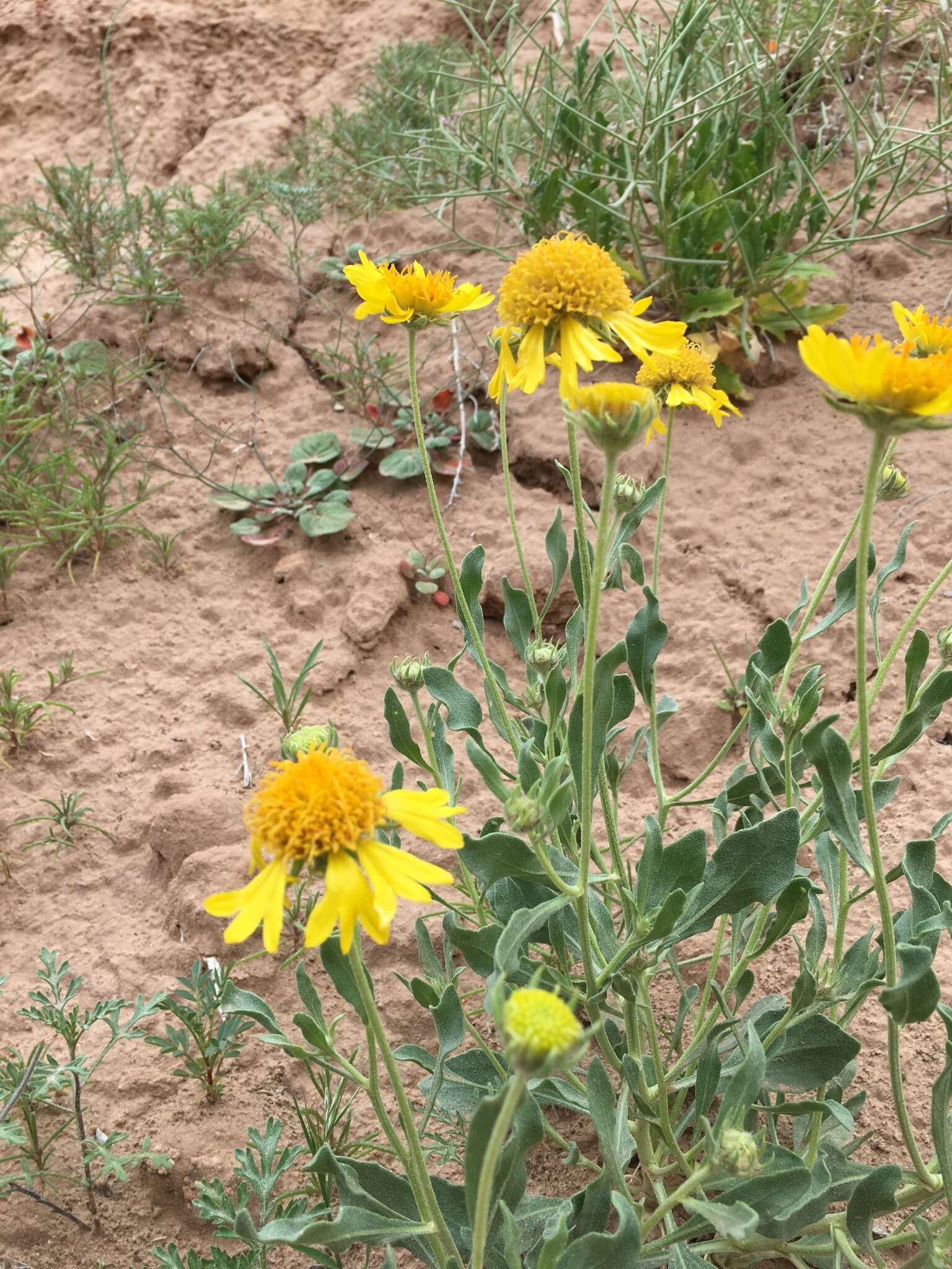 Image of western blanketflower