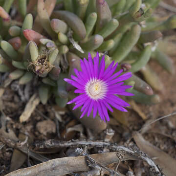 Imagem de Disphyma clavellatum (Haw.) R. J. Chinnock