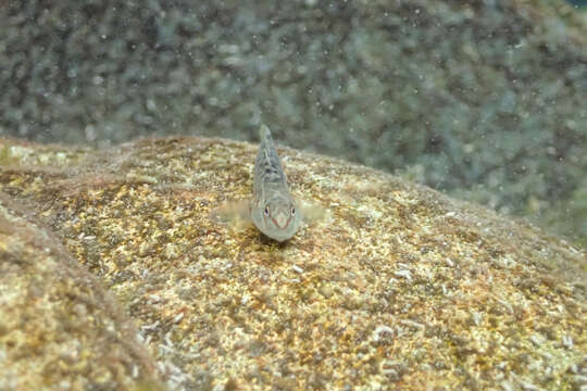 Imagem de Rhinogobius candidianus (Regan 1908)