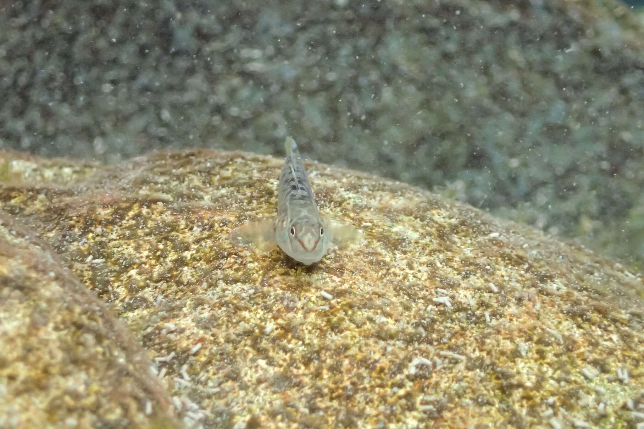 Слика од Rhinogobius candidianus (Regan 1908)