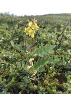 Imagem de Astragalus frigidus (L.) A. Gray