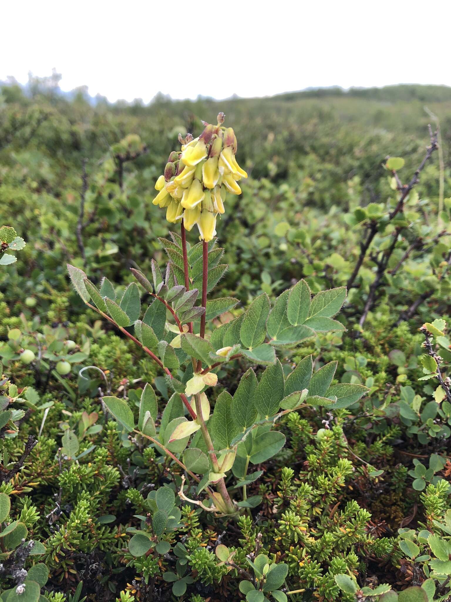 Imagem de Astragalus frigidus (L.) A. Gray