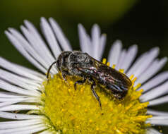 Image de Stelis coarctatus Crawford 1916