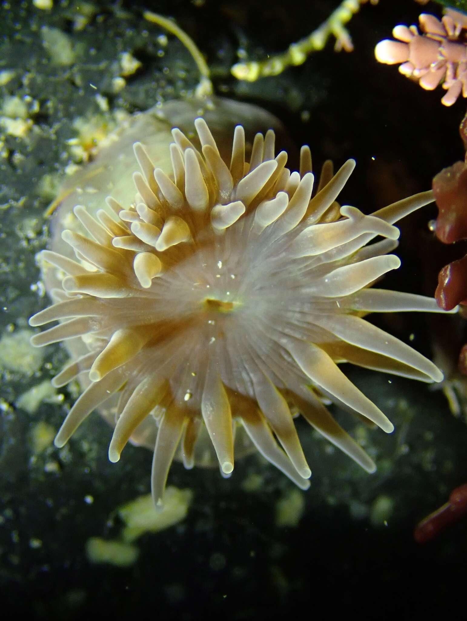 Image of Anthopleura mariae