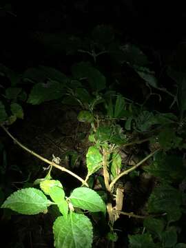 Image of Kenya Leaf Chameleon