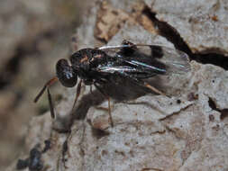 Слика од Cheiropachus quadrum (Fabricius 1787)