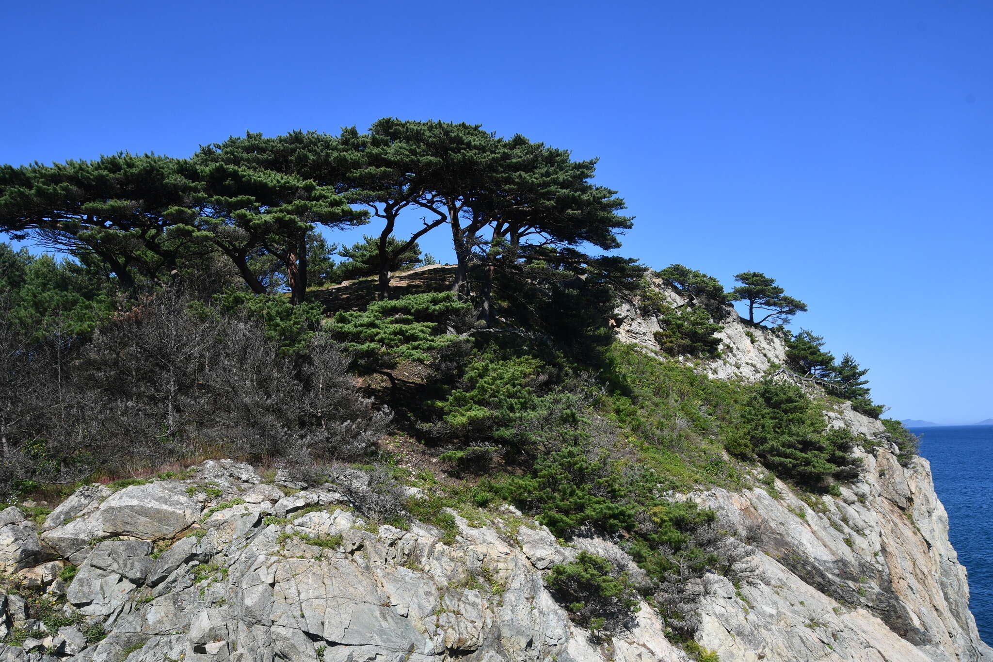 Image of Japanese Red Pine