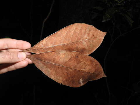 Image of Planchonella wakere (Pancher & Sebert) Pierre