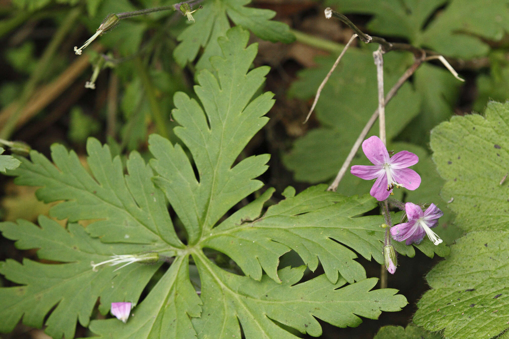 Image of Geranium reuteri Aedo & Muñoz Garm.